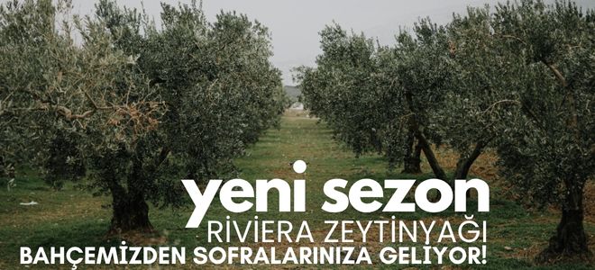 Yeni Sezon Sızma ve Riviera Zeytinyağı